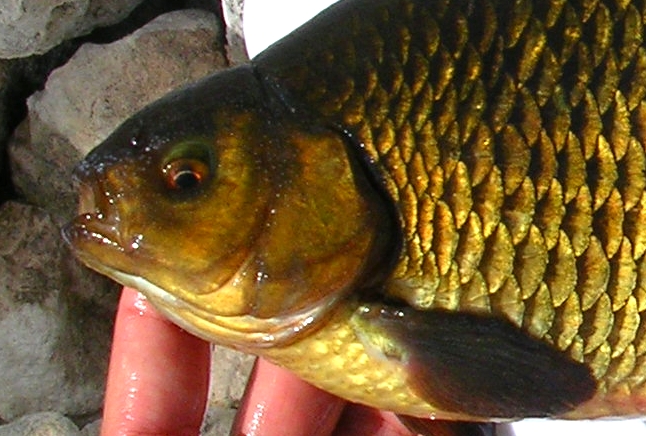pesciolino